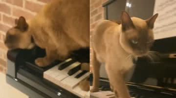 Reprodução / Tik Tok
