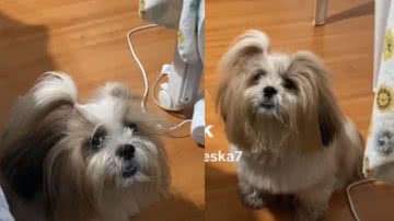 Reprodução / Tik Tok