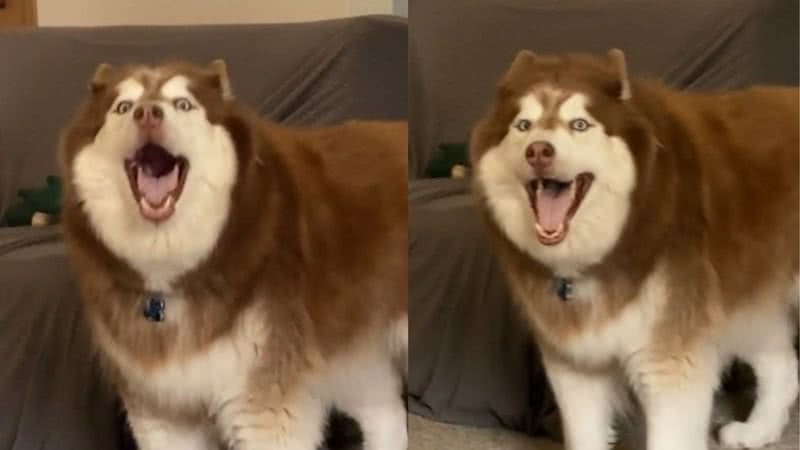 Reprodução / Tik Tok