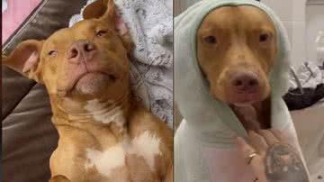 Reprodução / Tik Tok