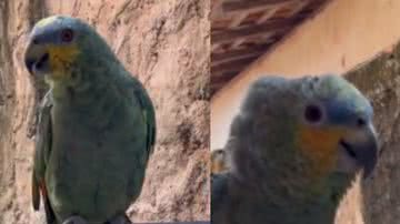 Reprodução / Tik Tok