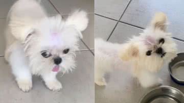 Reprodução / Tik Tok