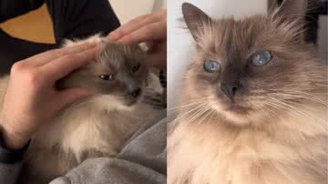 Reprodução/ Tik Tok