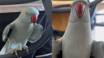 Reprodução/ Tik Tok