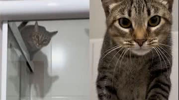 Reprodução / Tik Tok