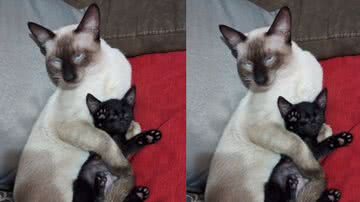 Reprodução/ Tik Tok