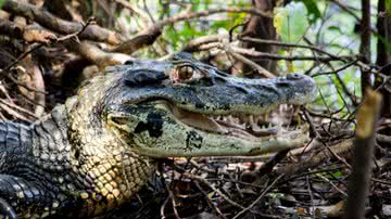 Laís Maia/Instituto Mamirauá