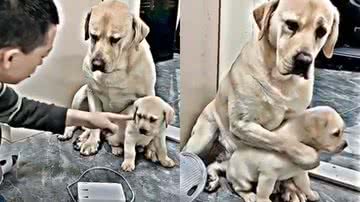 Reprodução/Twitter @choquei