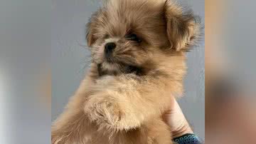 Reprodução/TikTok @loresamoriim