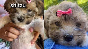 Reprodução/TikTok @eduardaeshillyx