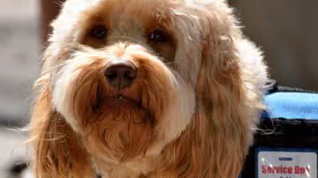 Paul Brennan por Pixabay