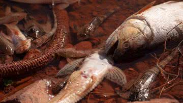 Arquivo pessoal/Guilherme Ambrosio