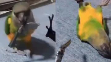 Reprodução/TikTok @trigatos