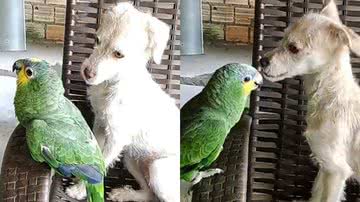 Reprodução/TikTok @birds_love5