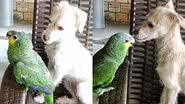 Reprodução/TikTok @birds_love5