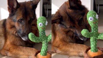 Reprodução/TikTok @strider.gsd