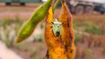 Reprodução/CanalRural