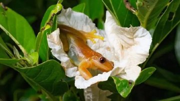 Carlos Henrique de Oliveira Nogueira