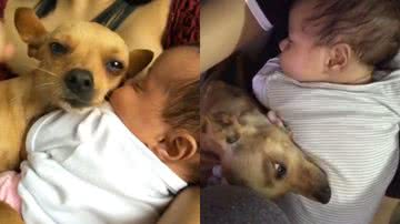 Reprodução/TikTok @meupinscherfofo