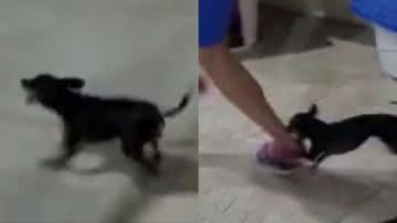 Reprodução/TikTok @kikaminipinscherbull