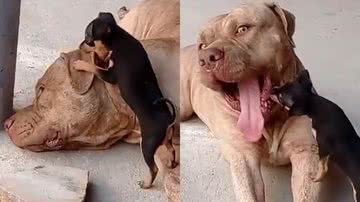 Reprodução/TikTok @petamigosempre