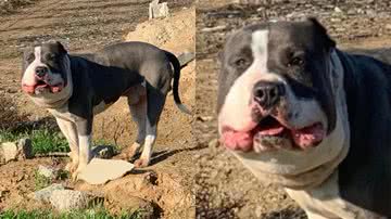 Reprodução/Facebook/Bakersfield Strays