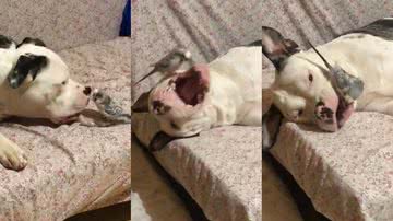 Reprodução/TikTok @paristanbul75