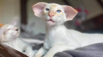 Divulgação/GrupoGato da Bahia