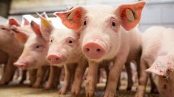 Reprodução/ Canal Rural