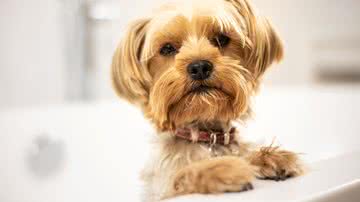 Pexels por Adrian Frentescu