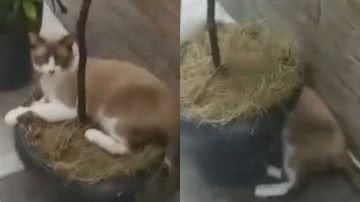 Reprodução/TikTok @miminho_gatinho1