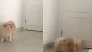 Reprodução / Vídeo