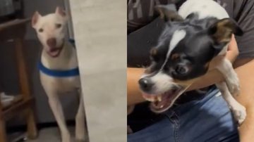 Reprodução/TikTok @izamaratempesta