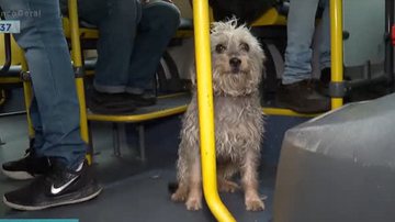 Imagem Cachorro se perde de dono idoso e percorre 10km sozinho para voltar para casa