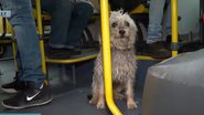 Imagem Cachorro se perde de dono idoso e percorre 10km sozinho para voltar para casa