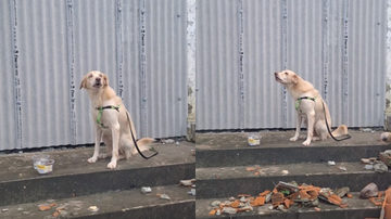 Reprodução / Redes Sociais