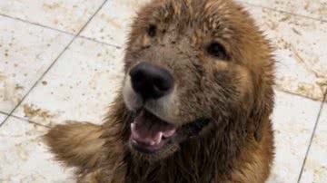 Reprodução//TikTok @rafaeelapf