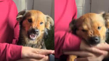 Reprodução// TikTok @chichitaperrita