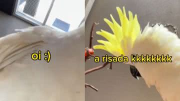 Reprodução// TikTok @zezecacatua