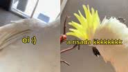 Reprodução// TikTok @zezecacatua