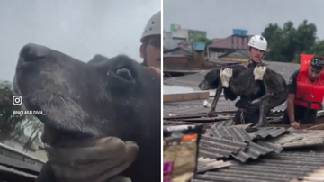 Reprodução / Vídeo