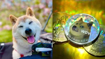 Reprodução e Divulgação