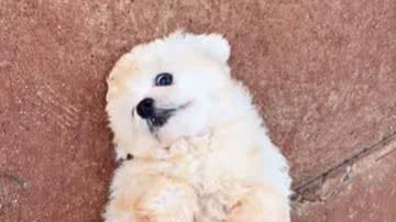 Reprodução / Redes Sociais