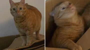 Reprodução / Redes Sociais