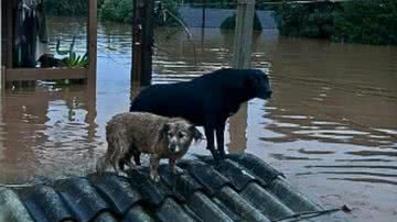 Reprodução / Redes Sociais