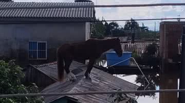Reprodução / Redes Sociais
