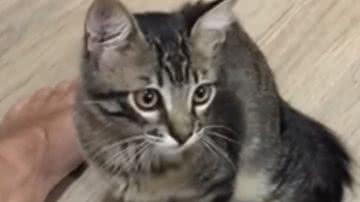 Reprodução / Redes sociais