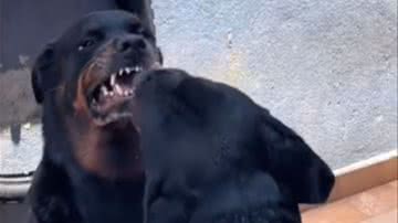 Reprodução / Redes sociais