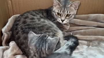 Reprodução / Redes sociais