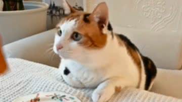 Reprodução / Redes sociais